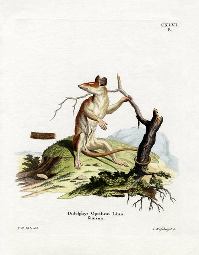 North American Opossum by German School