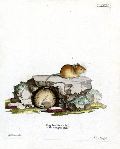 Northern Birch Mouse by German School