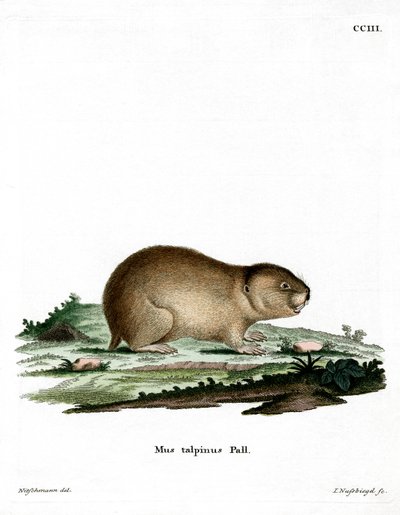 Northern Mole Vole by German School