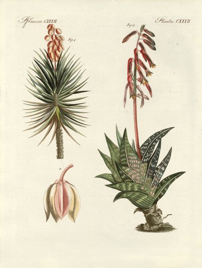 Ornamental Plant by German School