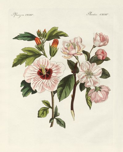 Ornamental Plants by German School