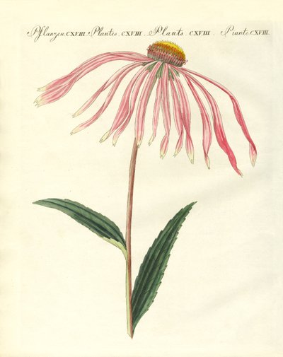 Ornamental Plants by German School