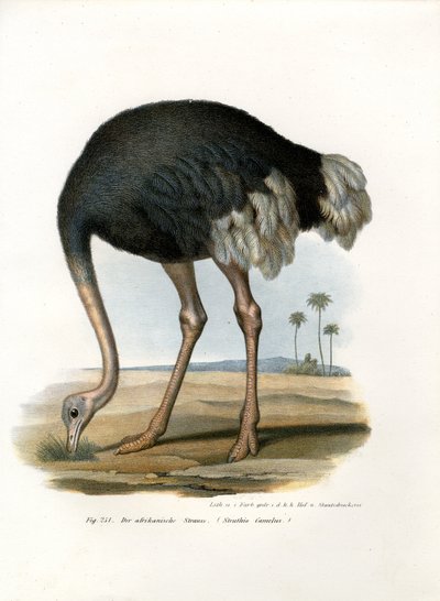 Ostrich by German School