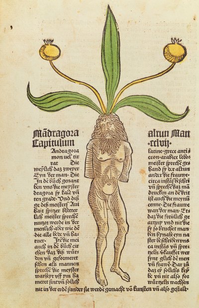 Page from a Printed Book by German School