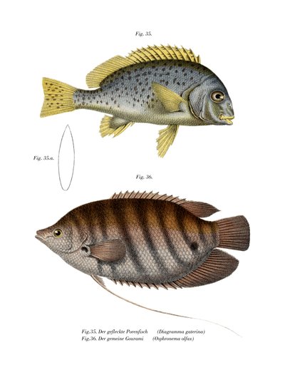 Painted Sweetlips by German School
