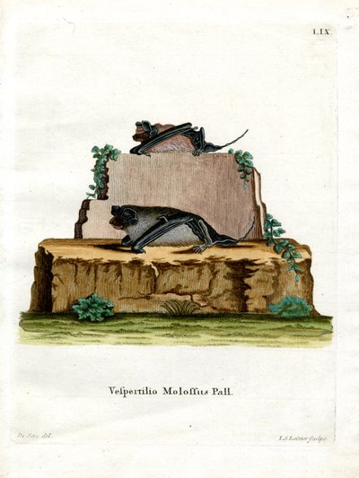 Pallas