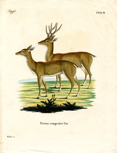 Pampas Deer by German School