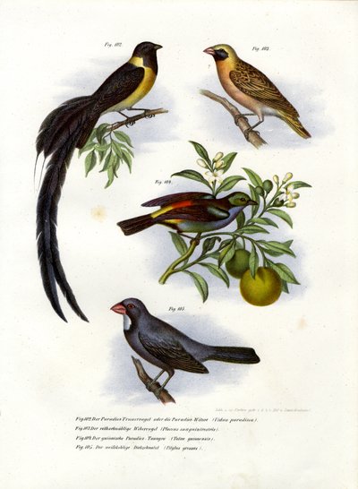 Paradise Whydah by German School