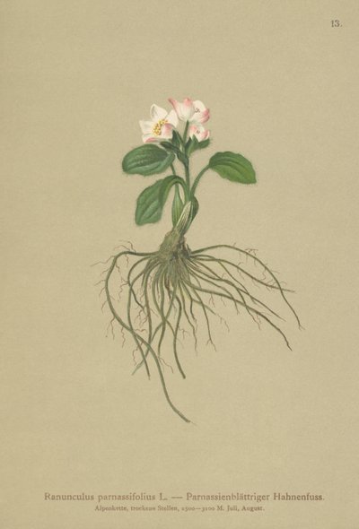 Parnassia-leaved Crowfoot (Ranunculus parnassifolius) by German School
