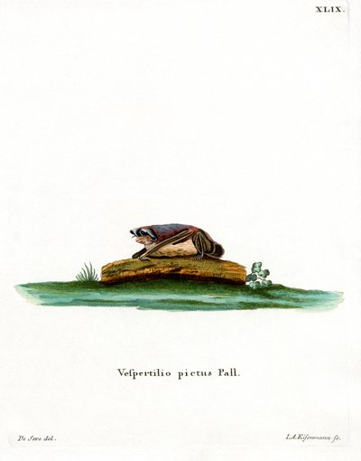Particoloured Bat by German School