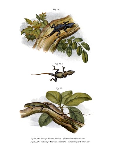 Peach Anole by German School