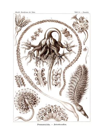 Pennatulida by German School