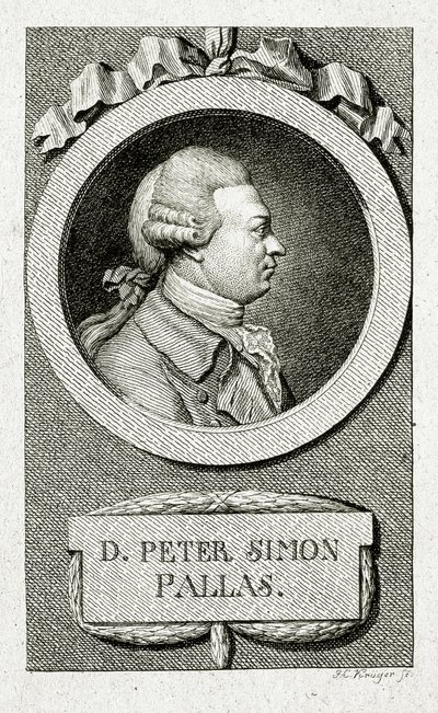 Peter Simon Pallas. (1741 – 1811) by German School