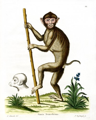 Pig-tailed Macaque by German School