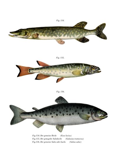 Pike by German School