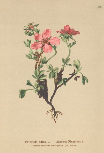 Pink Cinquefoil by German School