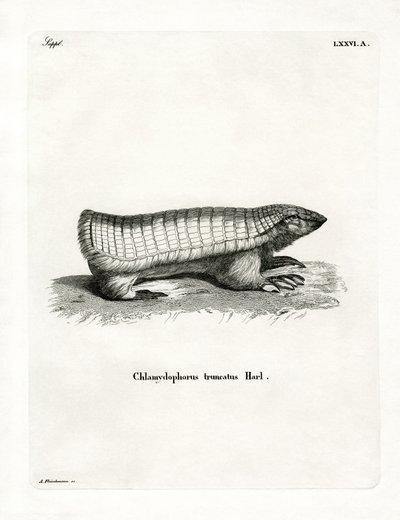 Pink Fairy Armadillo by German School