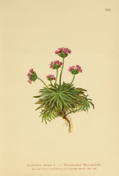 Pink Rock Jasmine by German School
