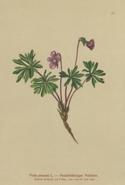 Pinnate Violet by German School