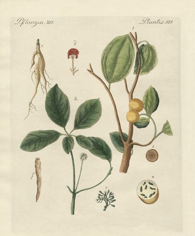 Plants from Hot Countries by German School