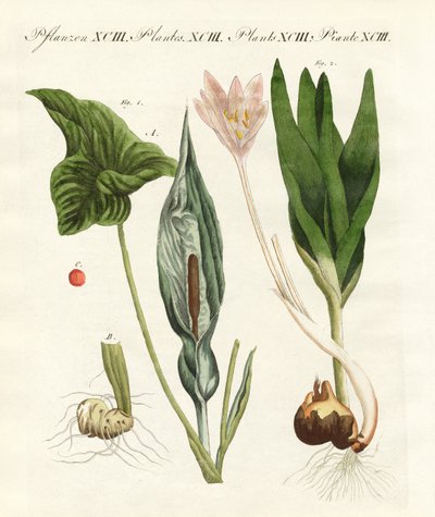 Poisonous German Plants by German School