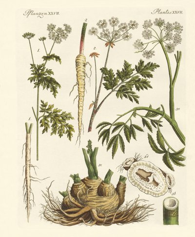 Poisonous German Plants by German School