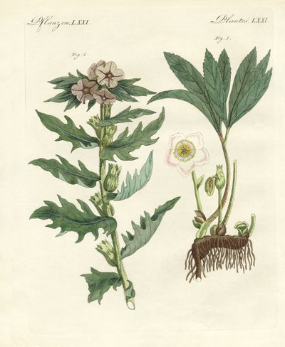 Poisonous German plants by German School