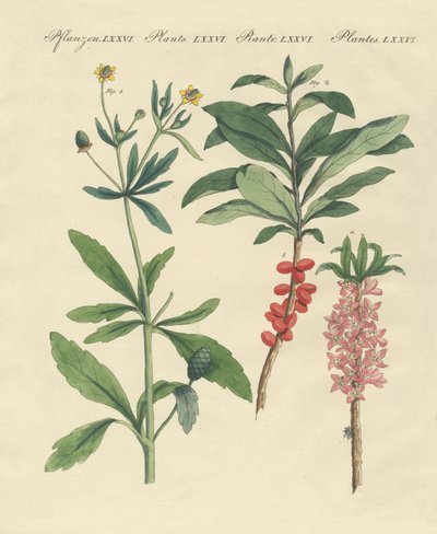 Poisonous German plants by German School