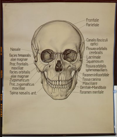 Poster of a human skull by German School
