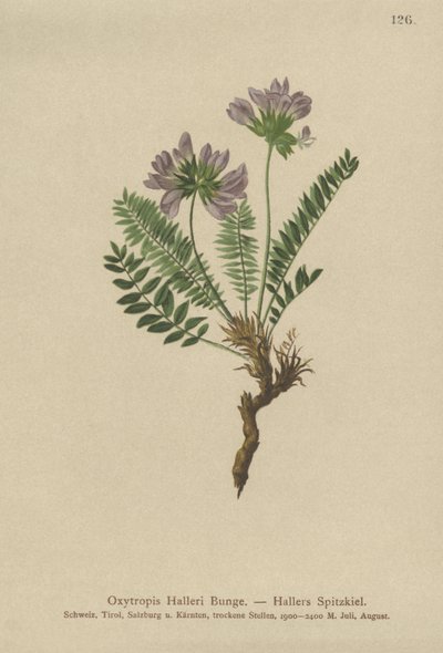 Purple Oxytropis by German School