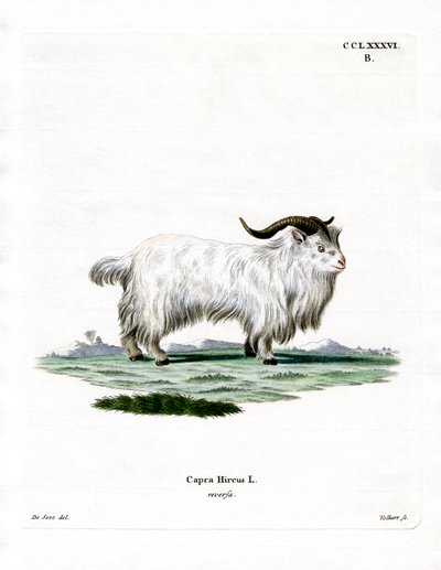 Pygmy Goat by German School