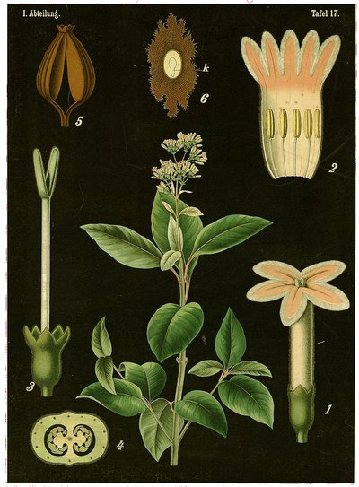 Quinine Tree (Cinchona Calisaya) by German School