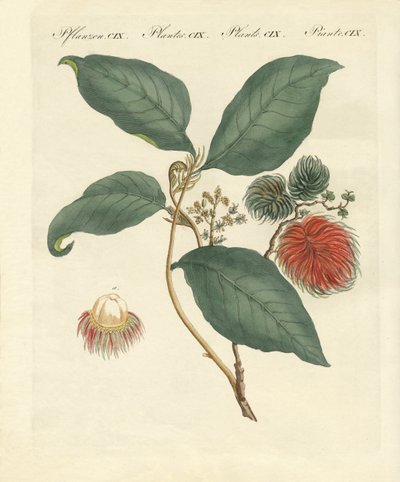 Rambutan tree by German School