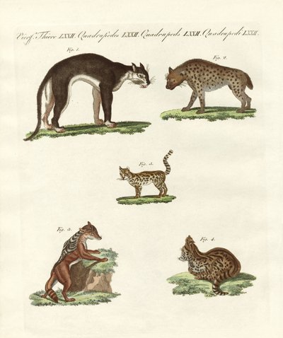 Rapacious Animals by German School