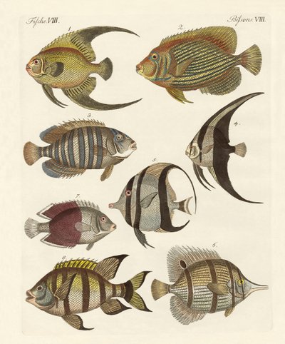 Rare Indian Fish by German School