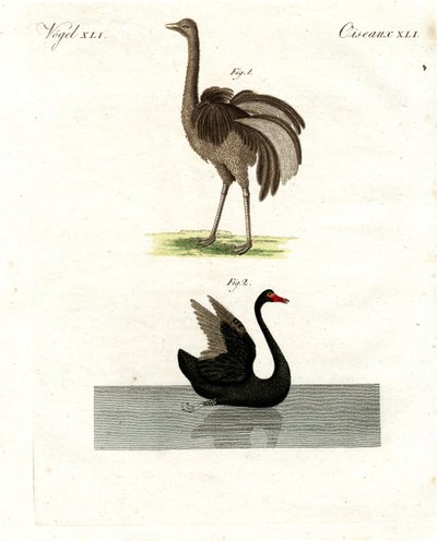 Rare Birds by German School