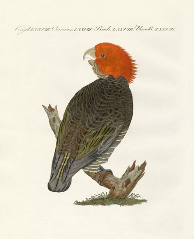 Rare Birds by German School