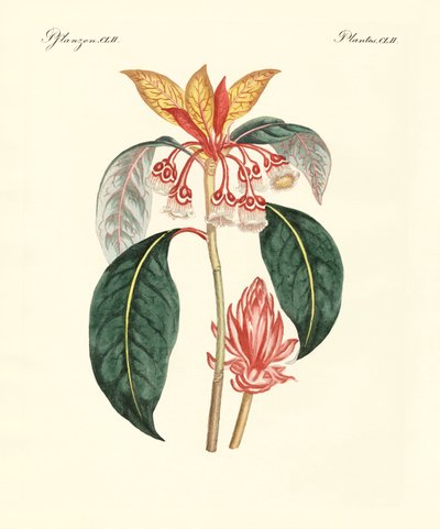 Rare Chinese Plants by German School