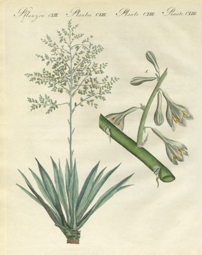 Rare foreign plants by German School