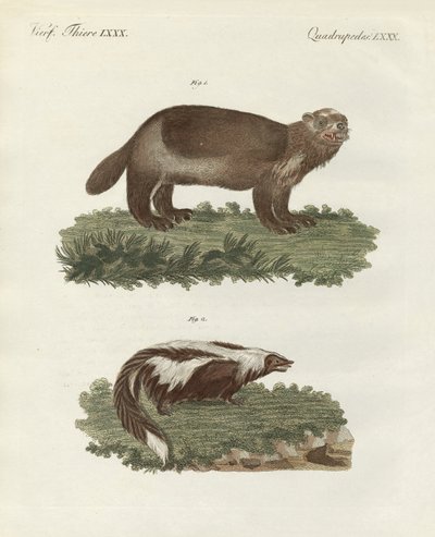 Rare four-footed animals by German School