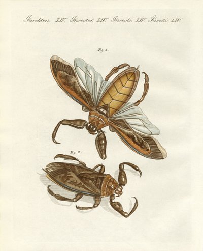 Rare insects by German School