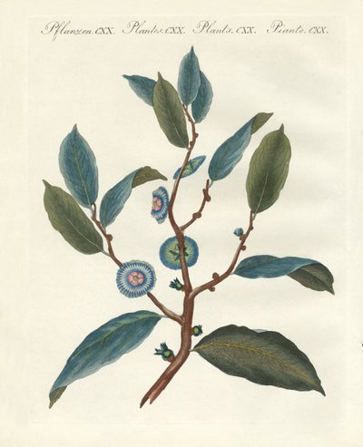 Rare Ornamental Plants by German School