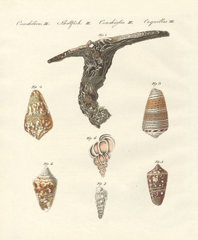Rare shells by German School