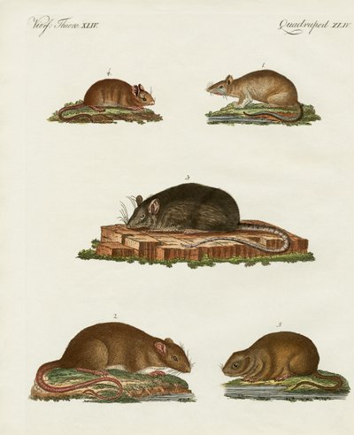 Rats and Mice by German School