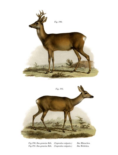 Red-Deer by German School
