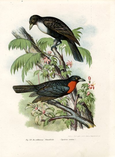 Red-ruffed Fruitcrow by German School