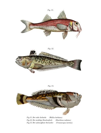 Red Mullet by German School