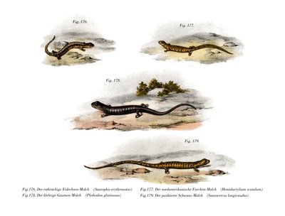 Redback Salamander by German School