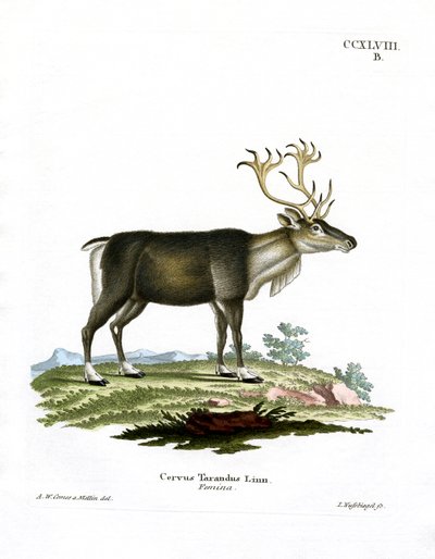 Reindeer by German School