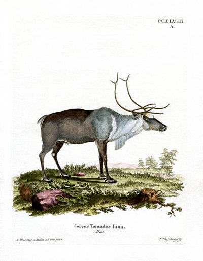 Reindeer by German School